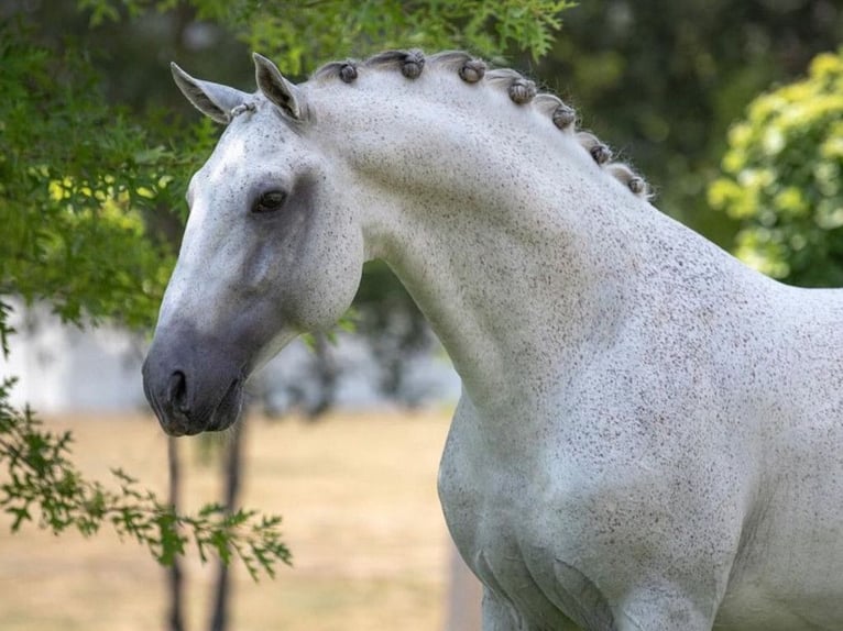 Lusitanos Caballo castrado 16 años 167 cm Tordo in Navas Del Madro&#xF1;o