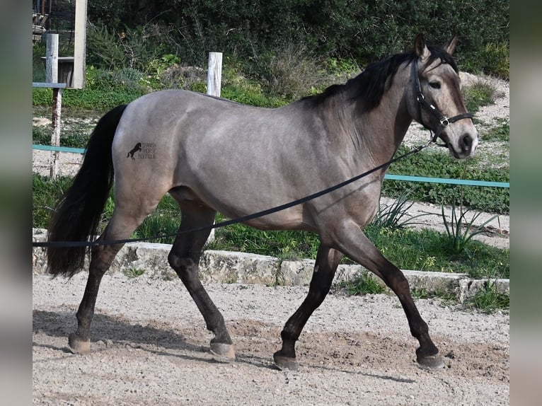 Lusitanos Mestizo Caballo castrado 16 años 169 cm Bayo in Mallorca