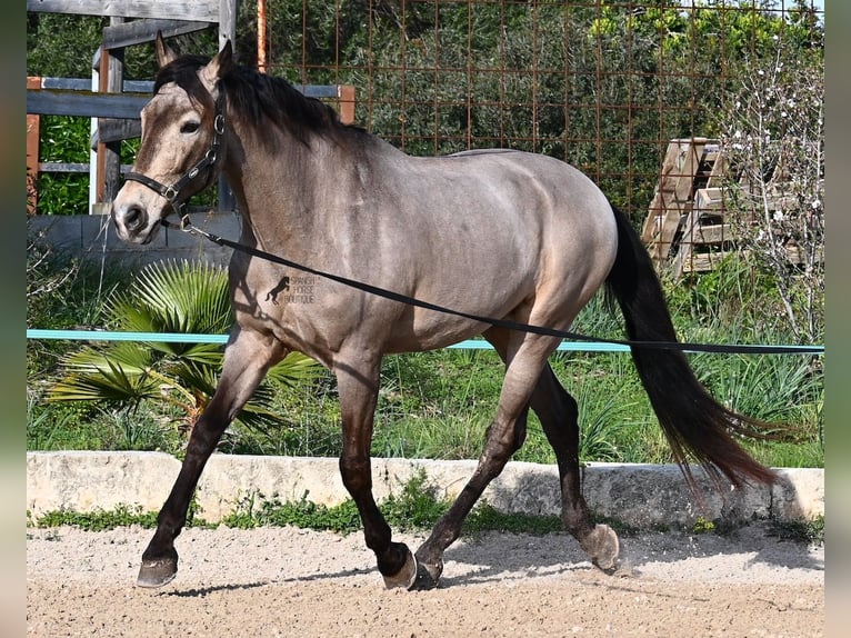 Lusitanos Mestizo Caballo castrado 16 años 169 cm Bayo in Mallorca