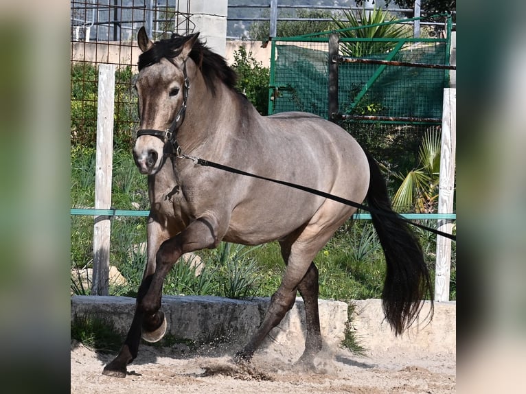 Lusitanos Mestizo Caballo castrado 16 años 169 cm Bayo in Mallorca