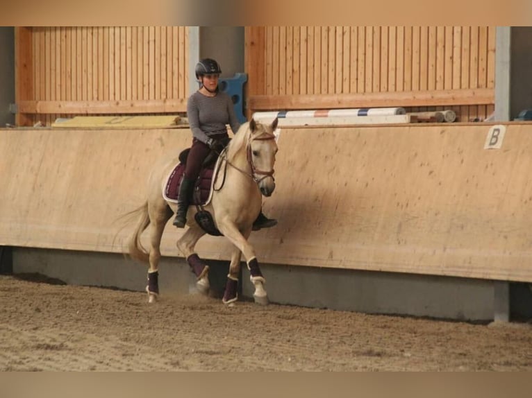 Lusitanos Caballo castrado 17 años 156 cm Palomino in Maurach am Achensee