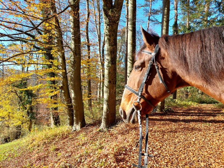 Lusitanos Caballo castrado 17 años 170 cm Castaño in Tecknau