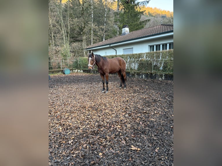 Lusitanos Caballo castrado 17 años 170 cm Castaño in Tecknau