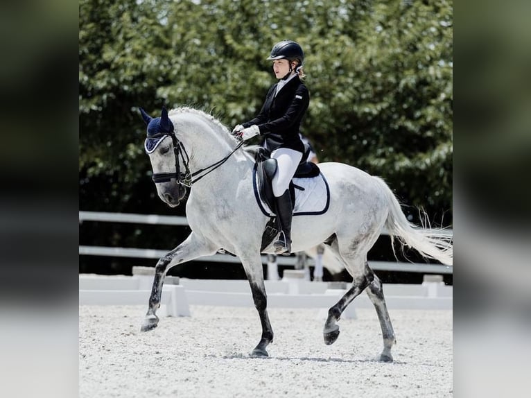 Lusitanos Mestizo Caballo castrado 18 años 157 cm Tordo in Valdetorres De Jarama