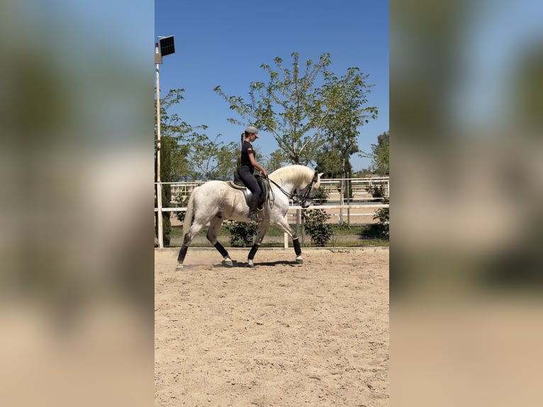 Lusitanos Mestizo Caballo castrado 18 años 157 cm Tordo in Valdetorres De Jarama