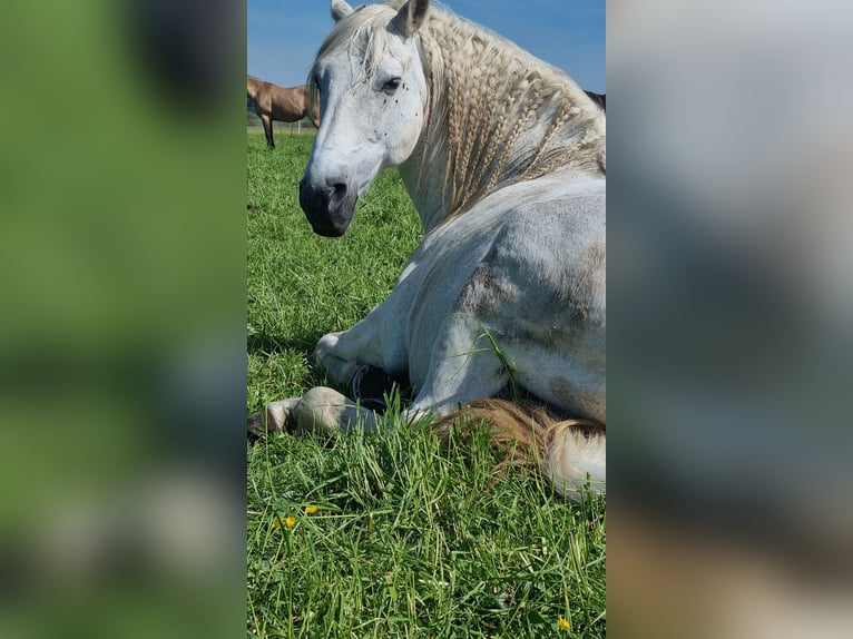 Lusitanos Caballo castrado 18 años 158 cm Tordo in Stöttwang