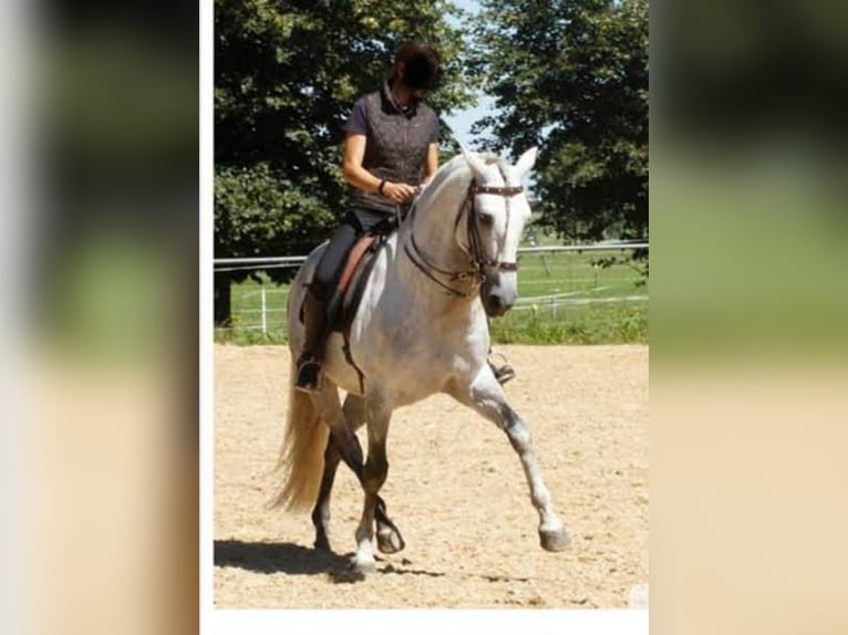 Lusitanos Caballo castrado 18 años 158 cm Tordo in Stöttwang