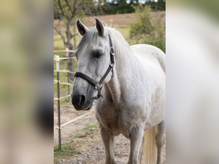 Lusitanos Caballo castrado 19 años 155 cm Tordo in Ebern