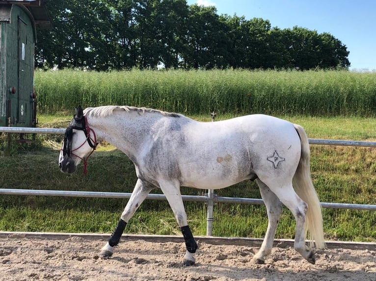 Lusitanos Caballo castrado 19 años 155 cm Tordo in Ebern