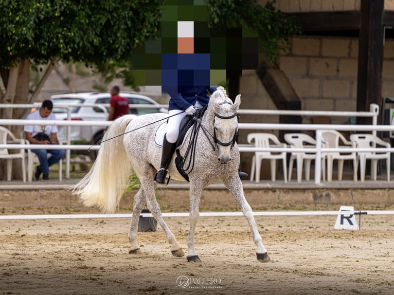 Lusitanos Mestizo Caballo castrado 19 años 155 cm Tordo picazo in Buzanada