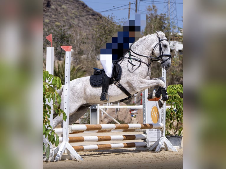 Lusitanos Mestizo Caballo castrado 19 años 155 cm Tordo picazo in Buzanada