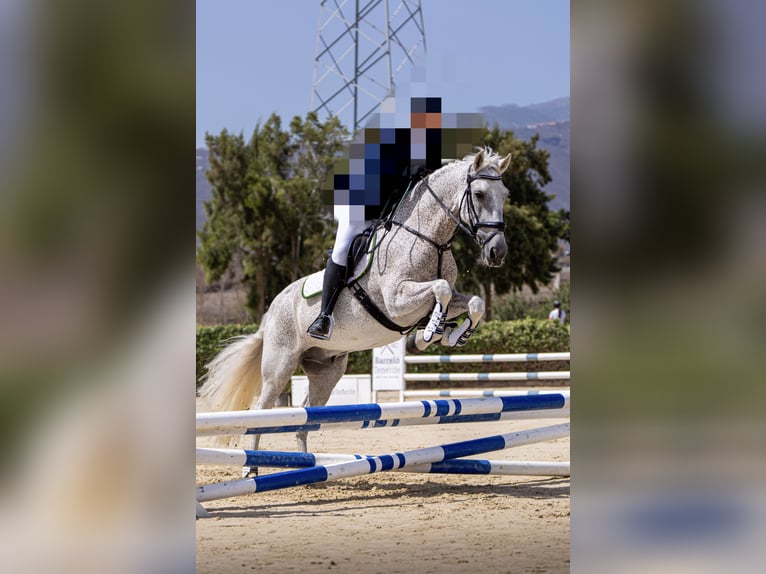 Lusitanos Mestizo Caballo castrado 19 años 155 cm Tordo picazo in Buzanada