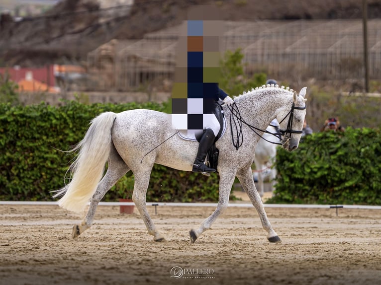 Lusitanos Mestizo Caballo castrado 19 años 155 cm Tordo picazo in Buzanada