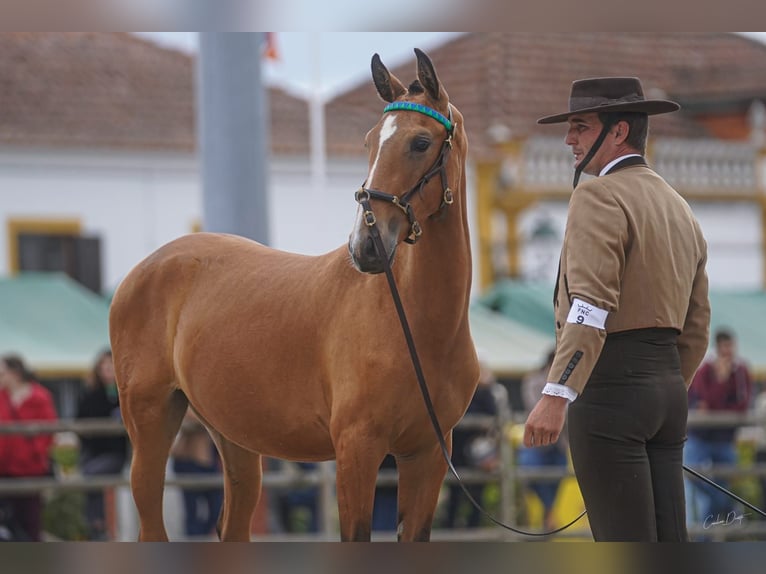 Lusitanos Caballo castrado 1 año 147 cm Castaño rojizo in Torres Novas