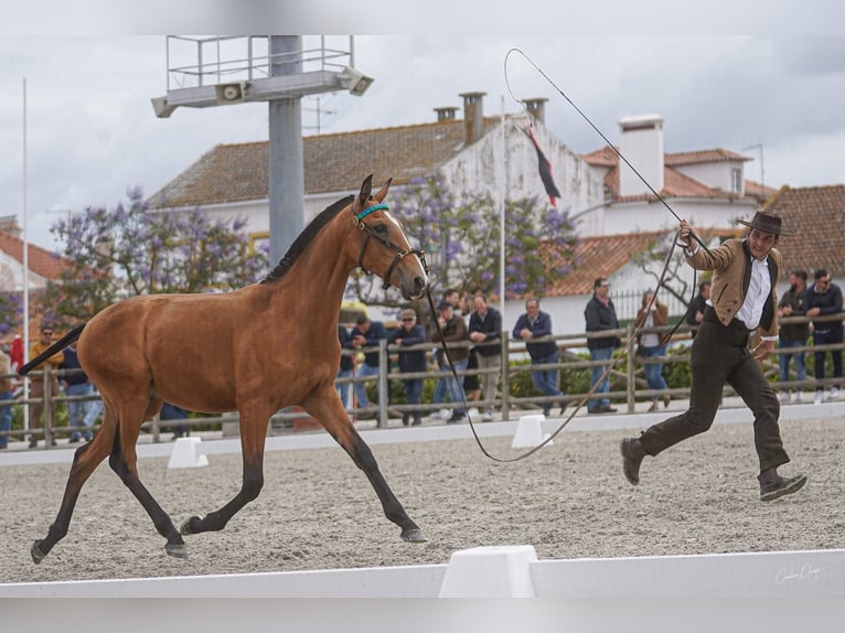 Lusitanos Caballo castrado 1 año 147 cm Castaño rojizo in Torres Novas