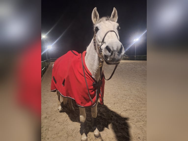 Lusitanos Caballo castrado 20 años 155 cm Tordo in Ebern