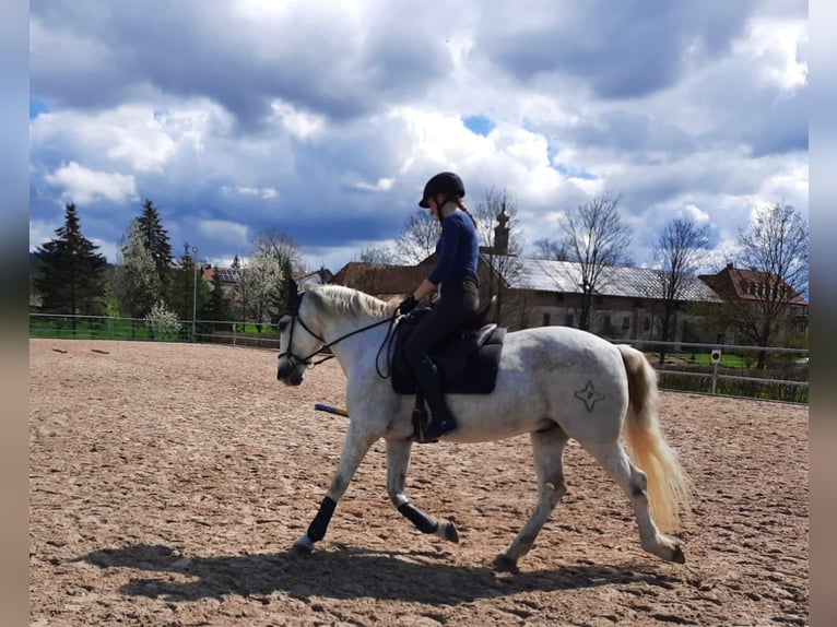 Lusitanos Caballo castrado 20 años 155 cm Tordo in Ebern