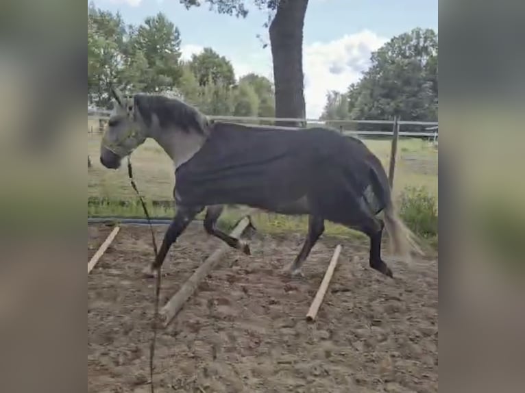 Lusitanos Caballo castrado 20 años 165 cm Tordo rodado in Stemwede Lusitanos Caballo castrado 20 años 165 cm Tordo rodado in Stemwede