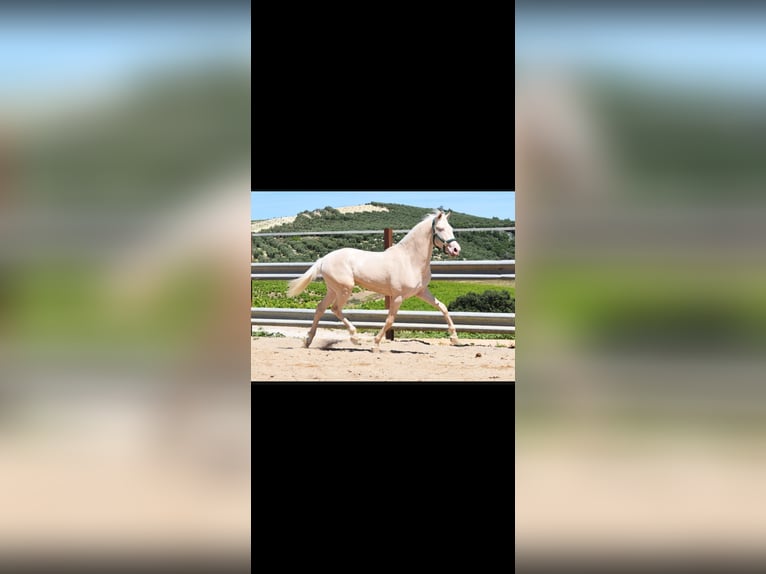 Lusitanos Caballo castrado 2 años 162 cm Perlino in Eggenstein-Leopoldshafen