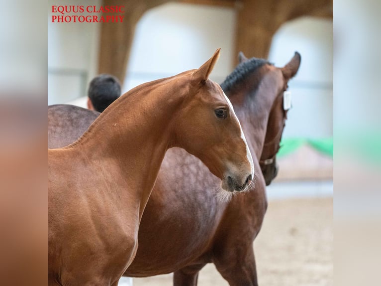 Lusitanos Caballo castrado 2 años 168 cm Alazán in NeerlooN