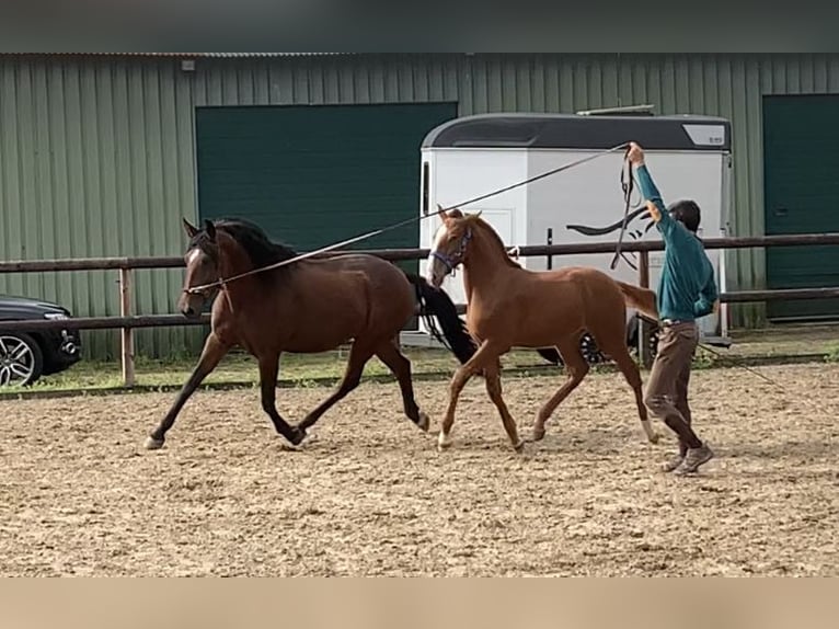 Lusitanos Caballo castrado 2 años 168 cm Alazán in NeerlooN