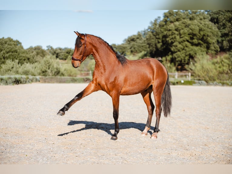 Lusitanos Caballo castrado 2 años in El gastor