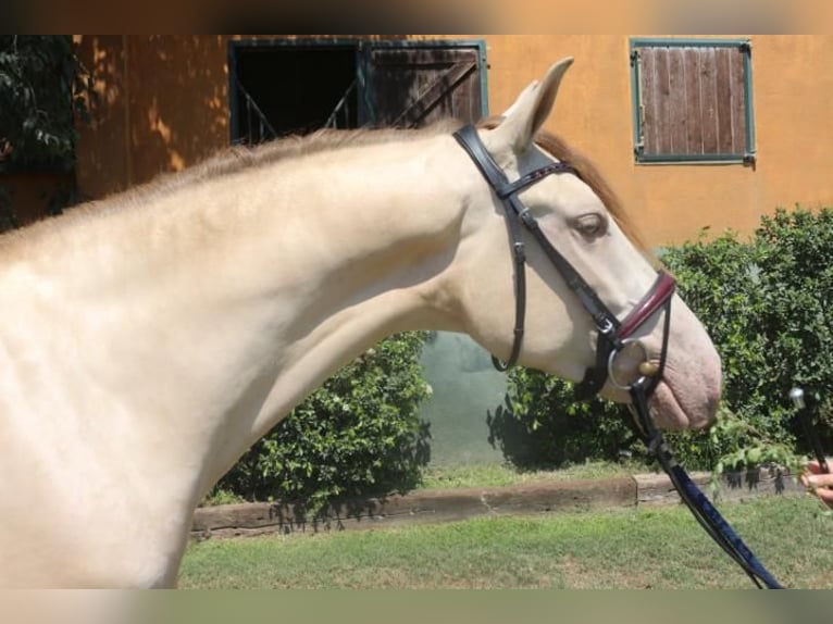 Lusitanos Mestizo Caballo castrado 3 años 150 cm Cremello in Pedret i Marzá Cataluña