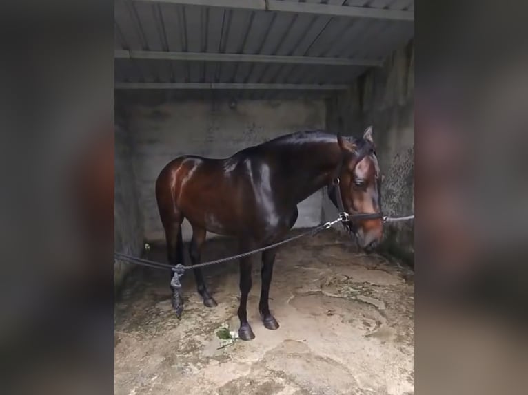 Lusitanos Mestizo Caballo castrado 3 años 154 cm in Seia