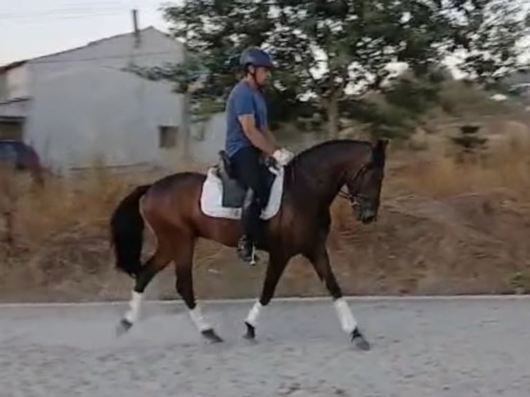 Lusitanos Mestizo Caballo castrado 3 años 154 cm in Seia