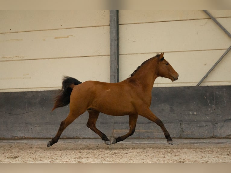 Lusitanos Caballo castrado 3 años 154 cm Castaño in Marnheim