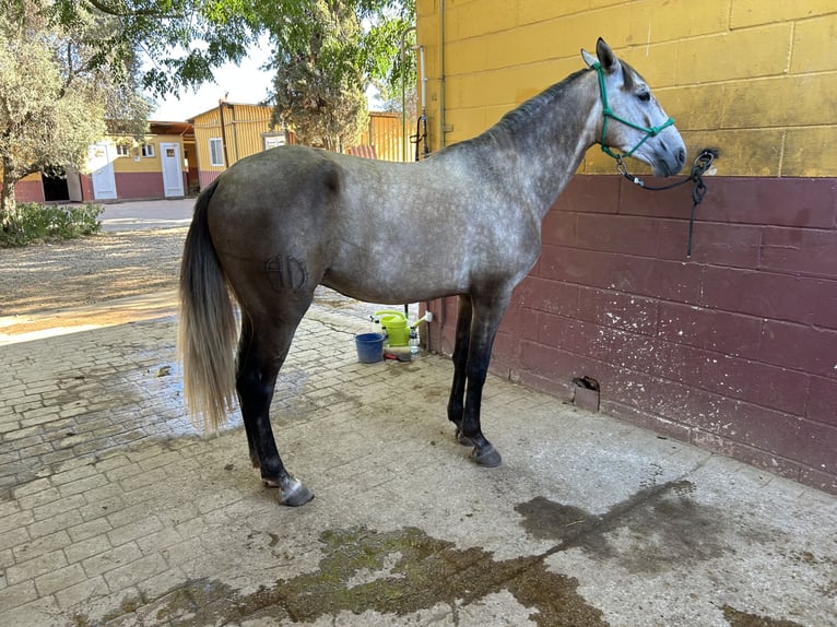Lusitanos Caballo castrado 3 años 155 cm Tordo in Sevilla