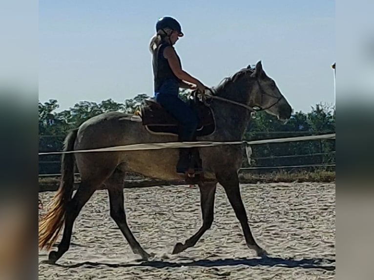 Lusitanos Caballo castrado 3 años 158 cm Tordo rodado in Salzatal