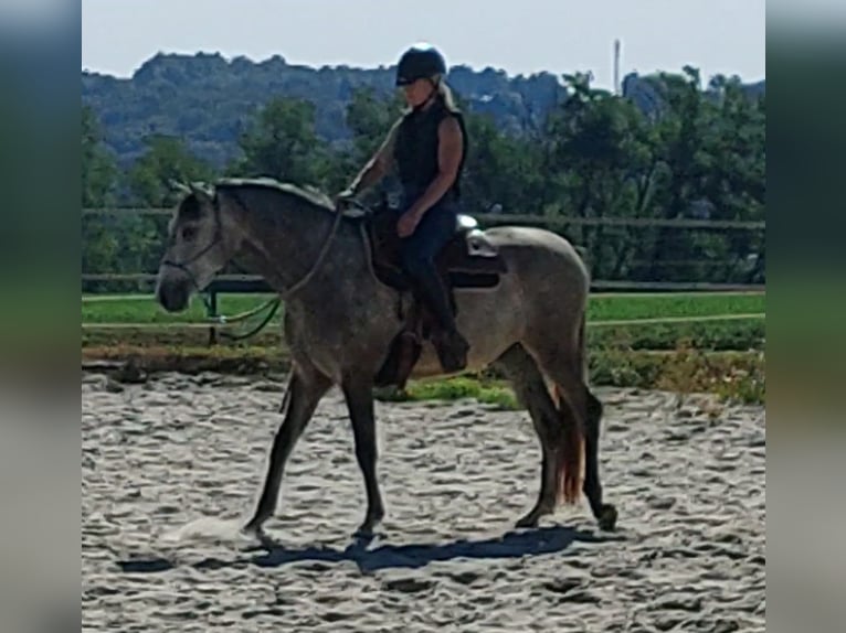 Lusitanos Caballo castrado 3 años 158 cm Tordo rodado in Salzatal