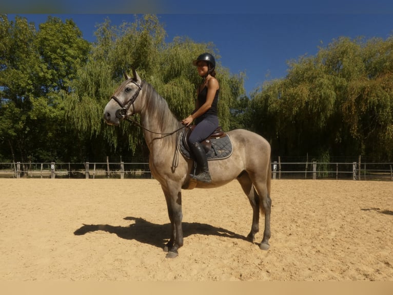Lusitanos Caballo castrado 3 años 160 cm Tordo in Monestier