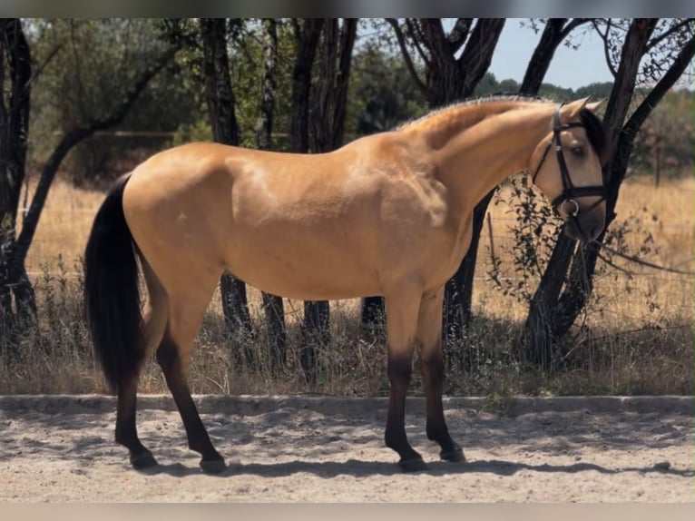 Lusitanos Caballo castrado 3 años 162 cm Buckskin/Bayo in Seia