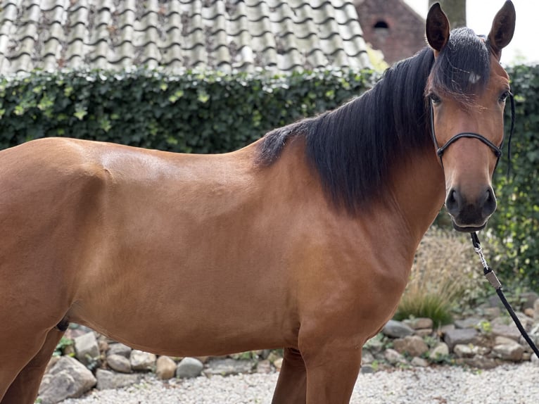 Lusitanos Caballo castrado 3 años 164 cm Castaño claro in Geleen