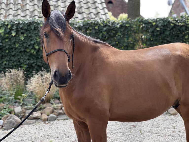 Lusitanos Caballo castrado 3 años 164 cm Castaño claro in Geleen