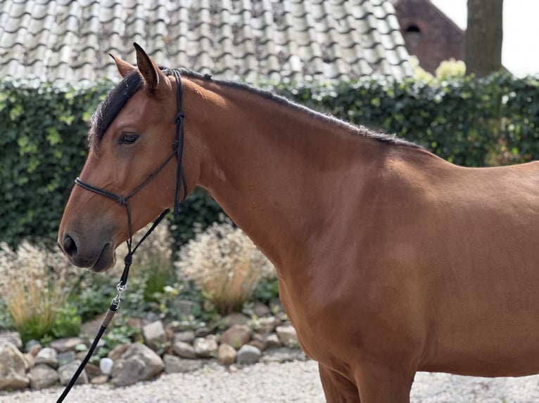 Lusitanos Caballo castrado 3 años 164 cm Castaño claro in Geleen