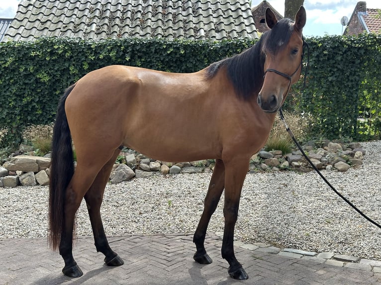 Lusitanos Caballo castrado 3 años 164 cm Castaño claro in Geleen