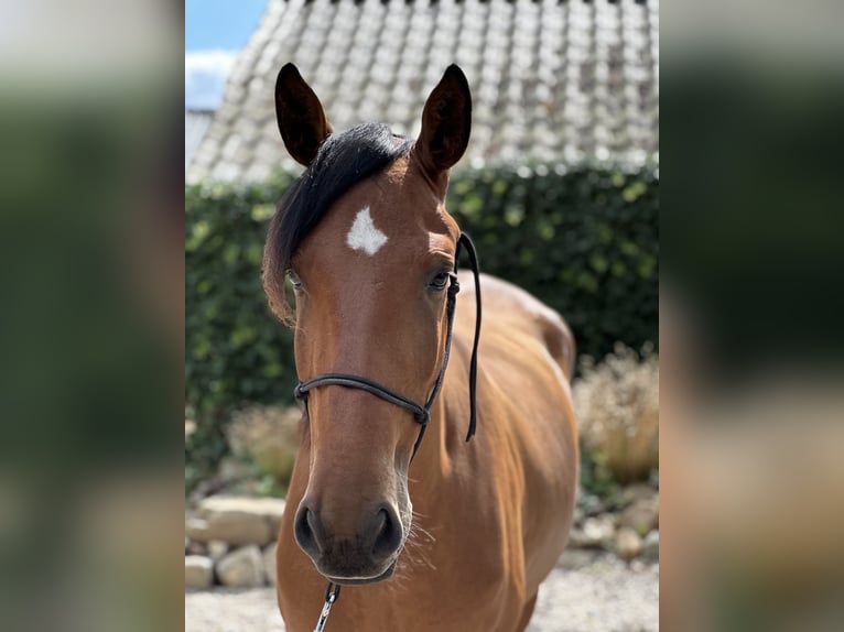 Lusitanos Caballo castrado 3 años 164 cm Castaño claro in Geleen