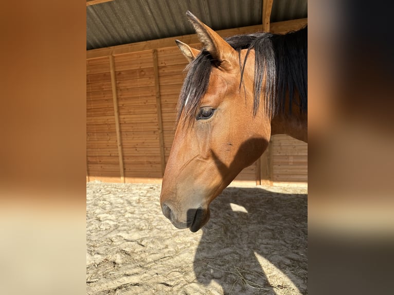 Lusitanos Caballo castrado 3 años 164 cm Castaño claro in Geleen