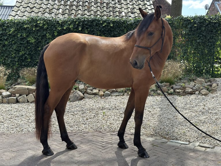 Lusitanos Caballo castrado 3 años 164 cm Castaño claro in Geleen