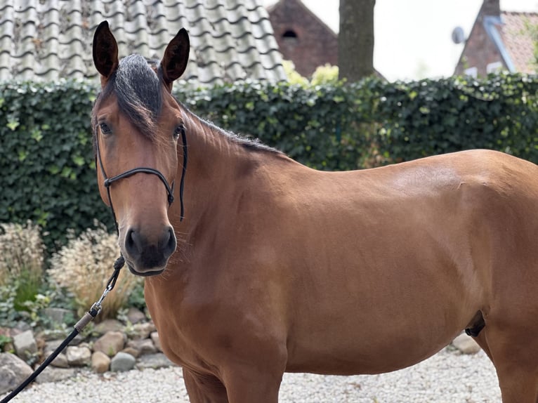 Lusitanos Caballo castrado 3 años 164 cm Castaño claro in Geleen