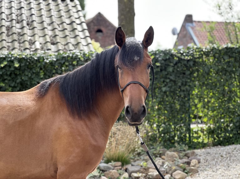 Lusitanos Caballo castrado 3 años 164 cm Castaño claro in Geleen