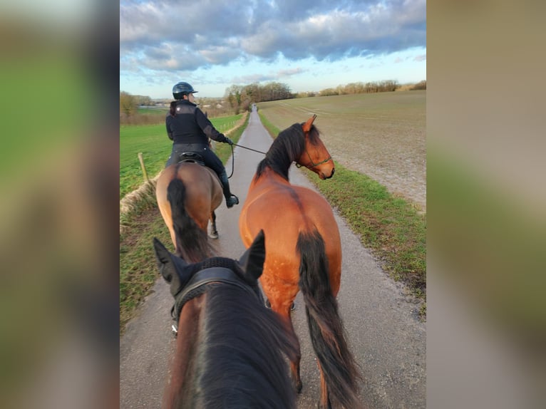 Lusitanos Caballo castrado 3 años 164 cm Castaño claro in Geleen
