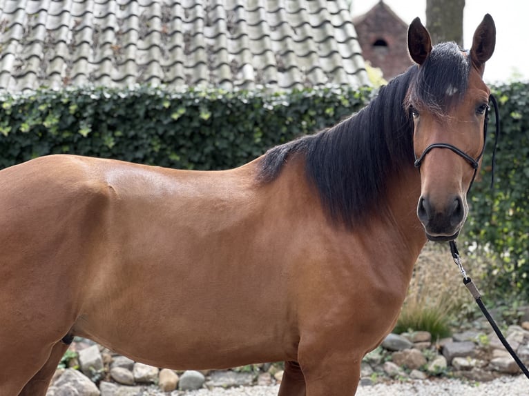 Lusitanos Caballo castrado 3 años 164 cm Castaño claro in Geleen