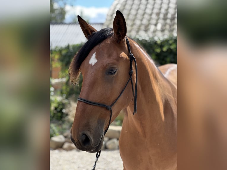 Lusitanos Caballo castrado 3 años 164 cm Castaño claro in Geleen