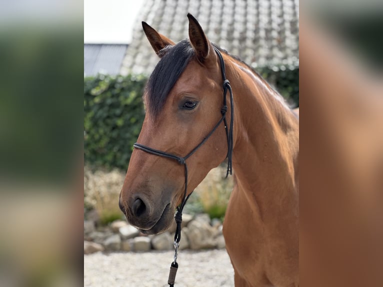 Lusitanos Caballo castrado 3 años 164 cm Castaño claro in Geleen