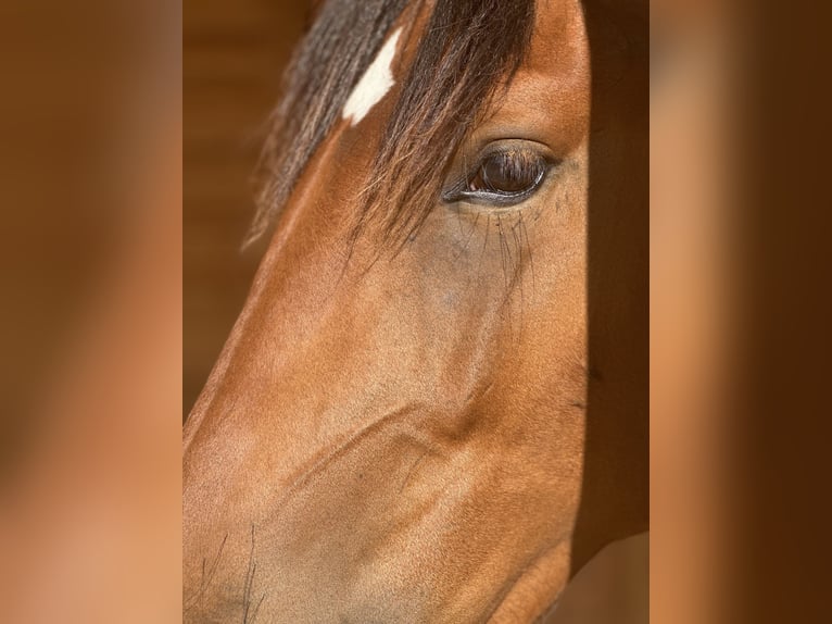 Lusitanos Caballo castrado 3 años 164 cm Castaño claro in Geleen