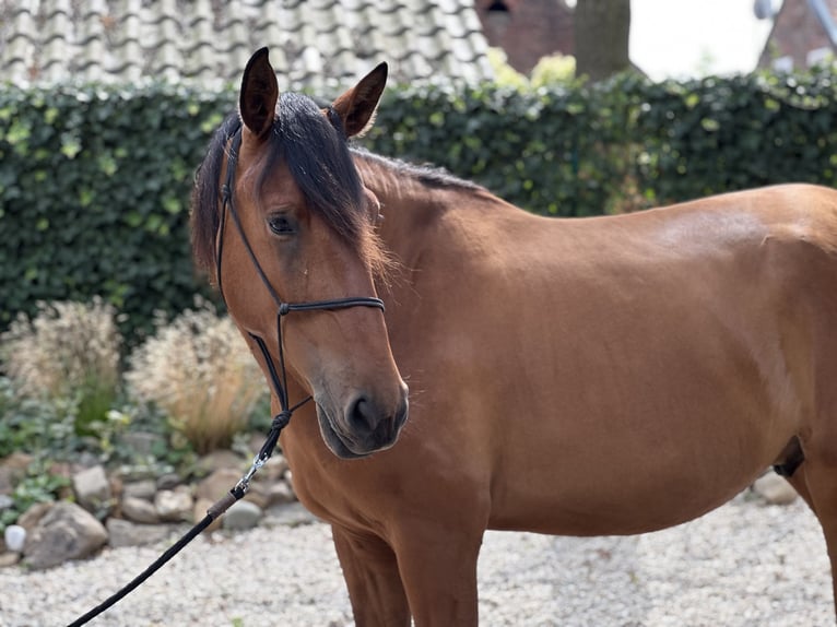 Lusitanos Caballo castrado 3 años 164 cm Castaño claro in Geleen